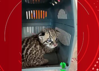 Filhote de jaguatirica é resgatado em Salvaterra, no Pará