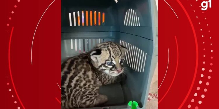 Filhote de jaguatirica é resgatado em Salvaterra, no Pará