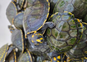 Filhotes de tartarugas marinhas são soltos no arquipélago do Marajó