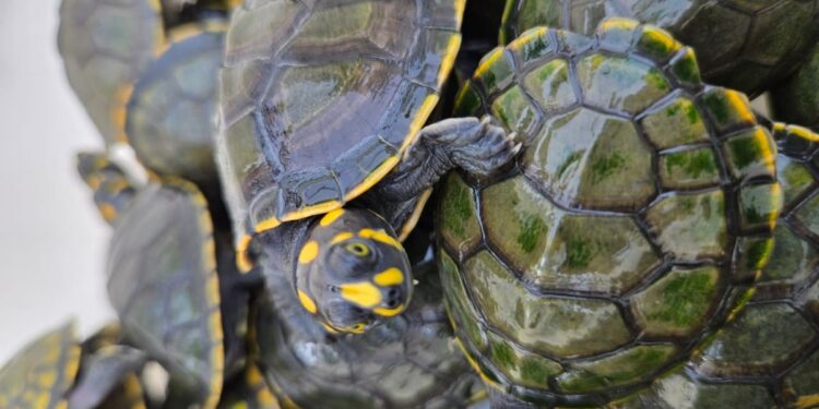 Filhotes de tartarugas marinhas são soltos no arquipélago do Marajó