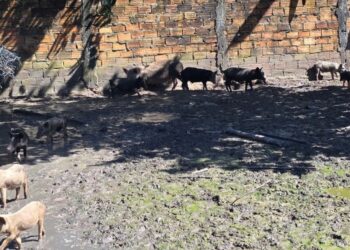 Operação fecha matadouro clandestino de suínos em Outeiro, distrito de Belém