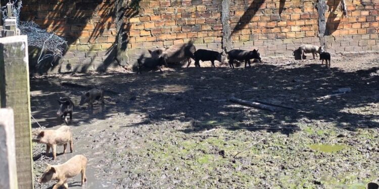 Operação fecha matadouro clandestino de suínos em Outeiro, distrito de Belém