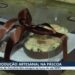 Restaurante paraense cria 'cuia de chocolate' com sabores da Amazônia para presentar na Páscoa | Pará
