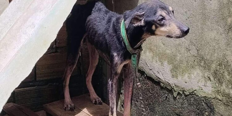 Três cães vítimas de maus-tratos são resgatados em operação no bairro do Castanheira, em Belém | Belém