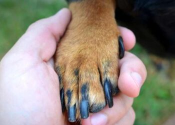 Após mortes de cães em Igarapé-Miri, audiência pública discute proteção animal | Polícia