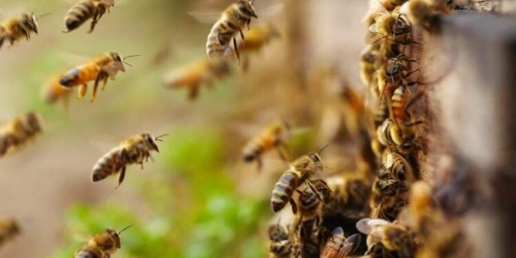 Ataque de abelhas assusta moradores do centro comercial de Belém | Belém
