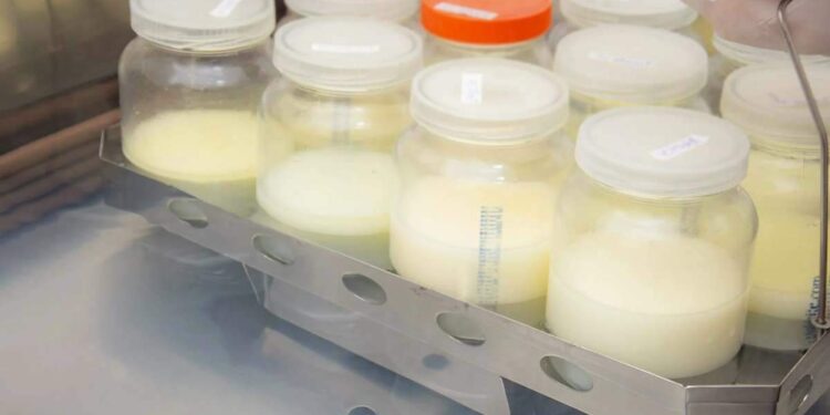 Belém sedia Fórum Mundial de Doação de Leite Humano, com foco nas mudanças climáticas | Belém
