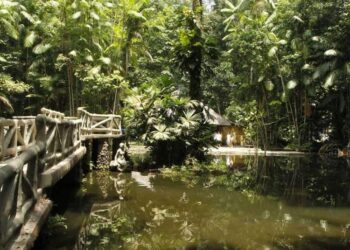 Bosque Rodrigues Alves terá entrada gratuita neste final de semana em Belém | Belém