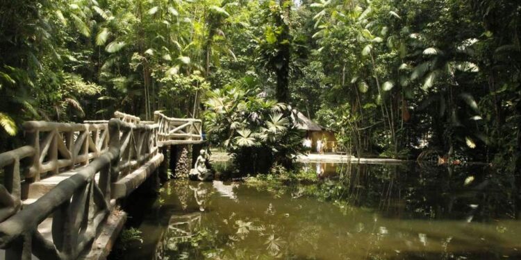 Bosque Rodrigues Alves terá entrada gratuita neste final de semana em Belém | Belém