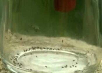 Brasil registra 10 mil casos e quatro mortes por oropouche em 2025; veja cuidados | Variedades