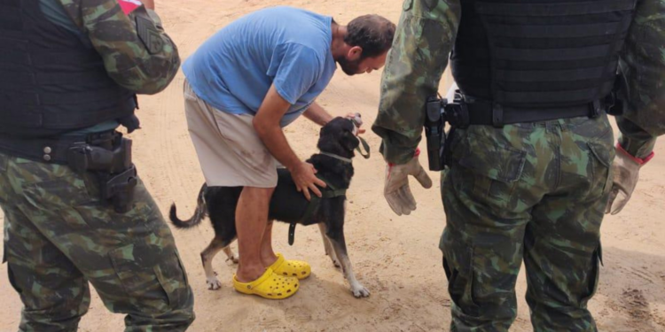 Cachorro é atacado por jararaca no Instituto Evandro Chagas, na Grande Belém
