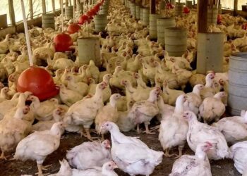 China, UE e Argentina suspendem compras de carne de frango do Brasil | Economia