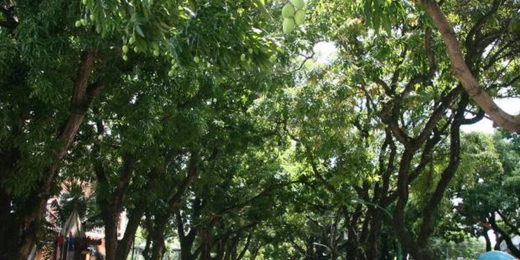 Congresso internacional reúne, em Belém, CEO da COP30, especialistas e lideranças empresariais para discutir desenvolvimento sustentável | Pará