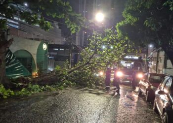 Duas quedas de árvores são registradas após temporal em Belém | Belém