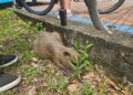 Filhote de capivara é atropelado por ciclista em alta velocidade no Parque do Utinga, em Belém | Pará