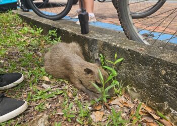 Filhote de capivara é atropelado por ciclista em alta velocidade no Parque do Utinga, em Belém | Pará