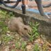 Filhote de capivara é atropelado por ciclista em alta velocidade no Parque do Utinga, em Belém | Pará