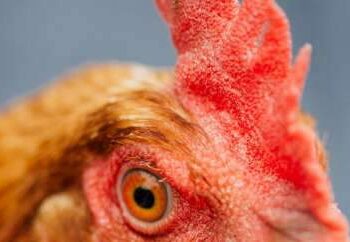 Gripe aviária e embargo da China preocupam setor avícola do Pará | Economia