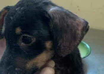 Homem é detido após arremessar cachorro para dentro de terreno baldio em Belém | Polícia