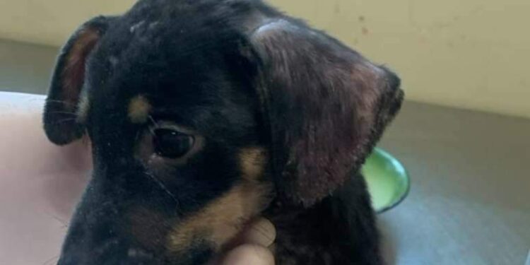 Homem é detido após arremessar cachorro para dentro de terreno baldio em Belém | Polícia