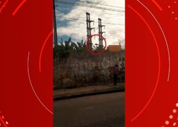 Homem é preso após arremessar filhote de cachorro por cima de muro em Belém;VÍDEO | Pará