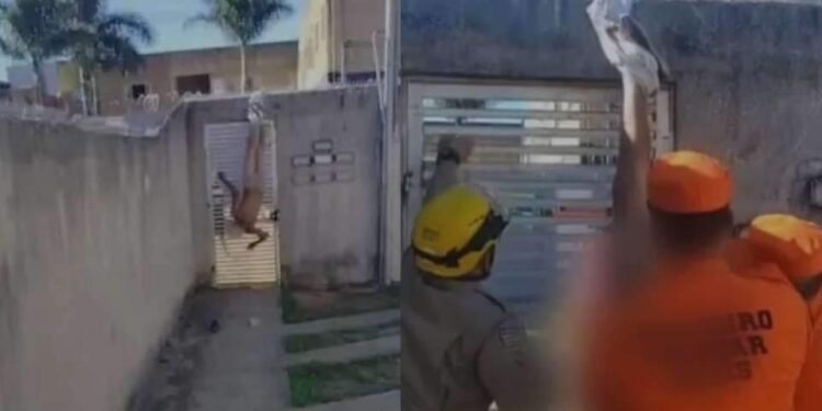 Homem tenta invadir casa da ex, fica preso em cerca e acaba pelado em cima de muro | Brasil