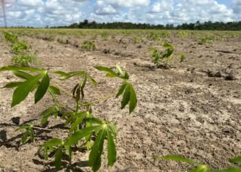 Mapa confirma foco de vassoura-de-bruxa da mandioca em território indígena em Almeirim, no PA