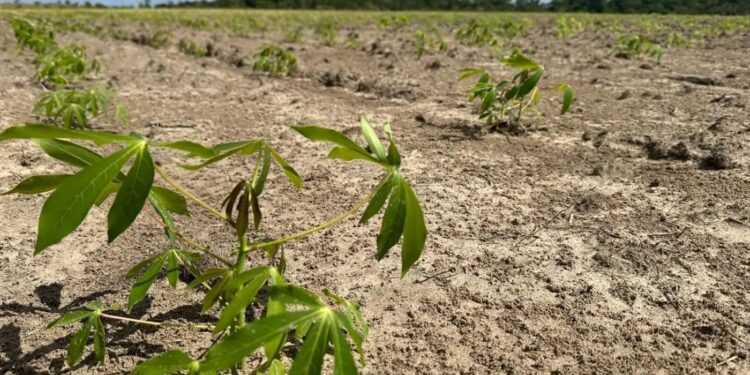 Mapa confirma foco de vassoura-de-bruxa da mandioca em território indígena em Almeirim, no PA