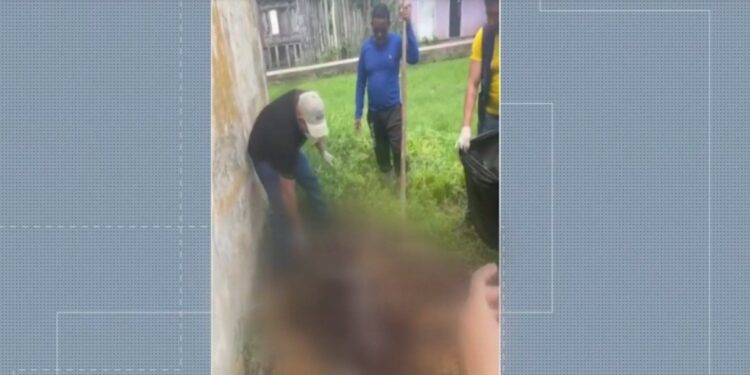 Ministério Público investiga morte de cães por suspeita de envenenamento em Igarapé-Miri, no Pará