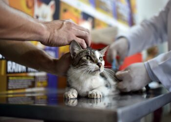 Mosqueiro recebe campanha de vacinação antirrábica | Pará