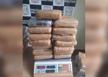 PM apreende 47 quilos de 'supermaconha' durante fiscalização no porto de Juruti | Polícia