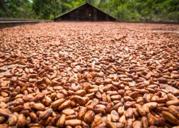 Pará vai sediar evento com foco no cacau sustentável da Amazônia | Pará