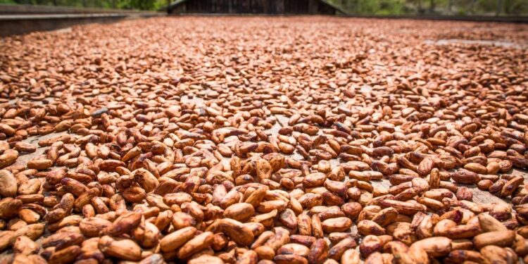Pará vai sediar evento com foco no cacau sustentável da Amazônia | Pará