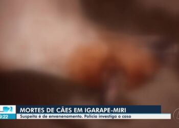Polícia investiga morte de cães por suspeita de envenenamento em Igarapé-Miri, no Pará