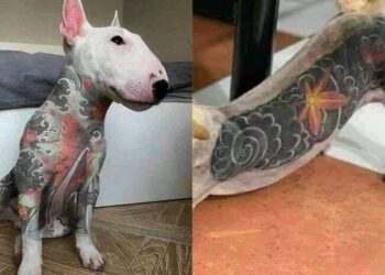 Projeto que proíbe tatuagens e piercings estéticos em cães e gatos é aprovado no Senado | Brasil