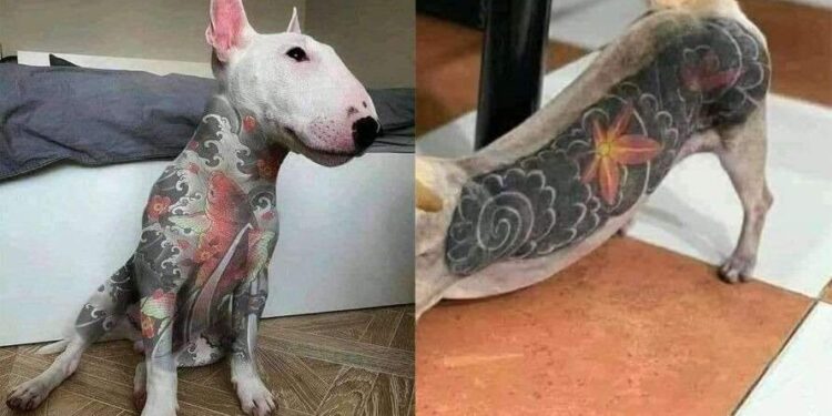 Projeto que proíbe tatuagens e piercings estéticos em cães e gatos é aprovado no Senado | Brasil