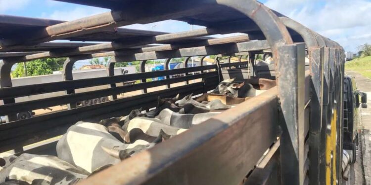 Sefa apreende 147 toneladas de soja e 75 cabeças de gado com irregularidades fiscais no Pará | Polícia
