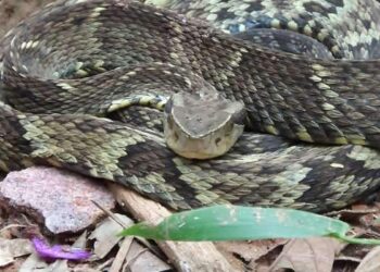 Serpente ataca cachorro em Ananindeua neste domingo (25)  | Belém