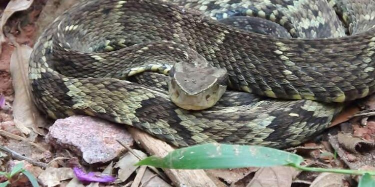 Serpente ataca cachorro em Ananindeua neste domingo (25)  | Belém
