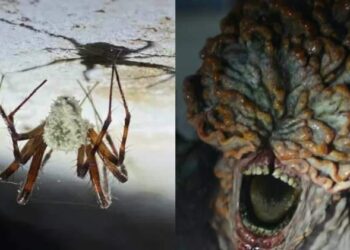 'The Last of Us' da vida real? Fungo bizarro transforma aranhas em zumbis na Europa | Mundo