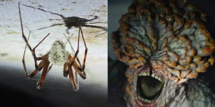 'The Last of Us' da vida real? Fungo bizarro transforma aranhas em zumbis na Europa | Mundo