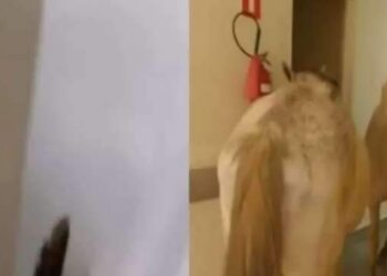 VÍDEO: Cavalos são vistos circulando em hospital no Rio de Janeiro | Brasil