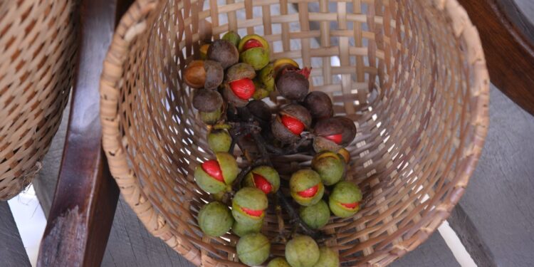 ‘A vida da minha família mudou’, diz agroextrativista que trabalha com coleta de frutos e sementes oleaginosas na Amazônia