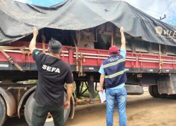 Filhotes de cão e gato vítimas de maus-tratos são resgatados durante vacinação antirrábica em Belém