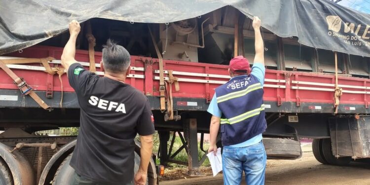 Filhotes de cão e gato vítimas de maus-tratos são resgatados durante vacinação antirrábica em Belém