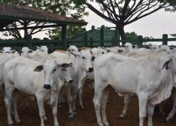 Adepará prorroga prazo para atualizar cadastro de animais de produção no Estado | Pará