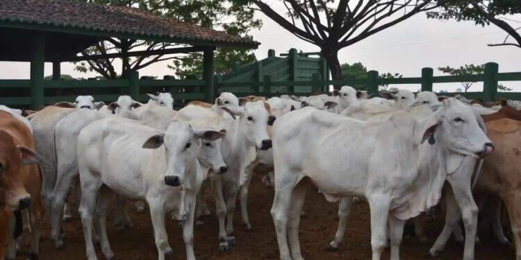 Adepará prorroga prazo para atualizar cadastro de animais de produção no Estado | Pará