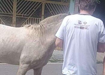 Cavalo ferido é resgatado no bairro de São Brás após denúncias de maus-tratos, em Belém | Polícia