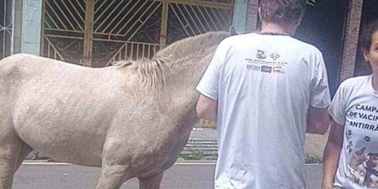 Cavalo ferido é resgatado no bairro de São Brás após denúncias de maus-tratos, em Belém | Polícia