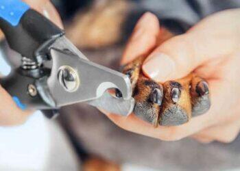 Como cortar as unhas do cachorro? Saiba como fazer de forma correta | Pets